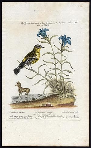 Antique Print-MAGNOLIA WARBLER-GENTIAN-XXXXV-Seligmann-Leitner-Edwards-1768