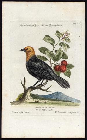 Antique Print-YELLOW HEADED BLACKBIRD-XIII-Seligmann-Edwards-1768