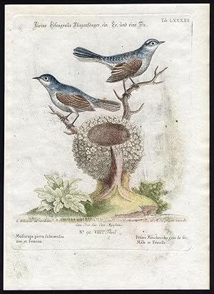 Antique Print-LITTLE BLUE GREY FLYCATCHER-LXXXXII-Seligmann-Edwards-1768