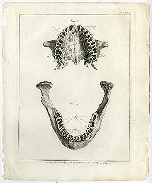 16 Antique Prints-HISTORIA NATURALIS DENTIUM HUMANORUM-Fougeron-Rijmsdyk-1773