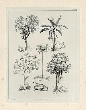 Antique Print-SURINAME-PAPAYA-ORANGE-BANANA-BREADFRUIT-Lauters-Benoit-1839