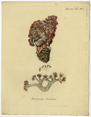 Antique Print-CORAL SPECIES-ALCYONIUM FLORIDUM-Esper-1791