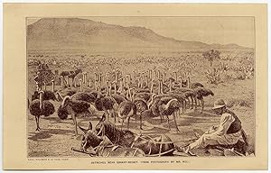 Seller image for Antique Print-OSTRICH-GRAAFF-REINET-SOUTH AFRICA-EASTERN CAPE-Solomon-c. 1870 for sale by ThePrintsCollector