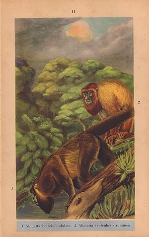 Mamiferos da Amazonia. Volume I: Introducao Geral e Primatas
