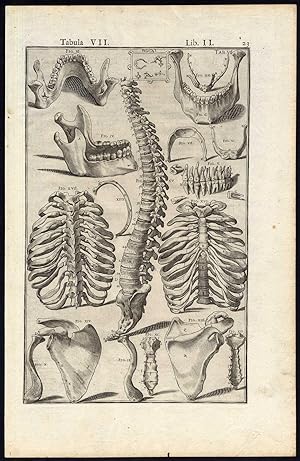 Rare Antique Anatomical Print-BONES-SPINE-RIBS-STERNUM-Spigelius-Casserius-1645