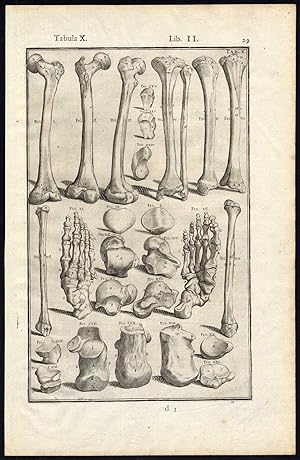 Rare Antique Anatomical Print-BONE-LEG-FEET-KNEE-ANKLE-Spigelius-Casserius-1645