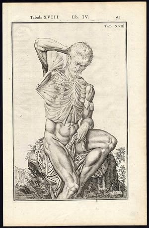 2 Antique Anatomical Prints-MAN-NAKED-MUSCLE-CHEST-Spigelius-Casserius-1645