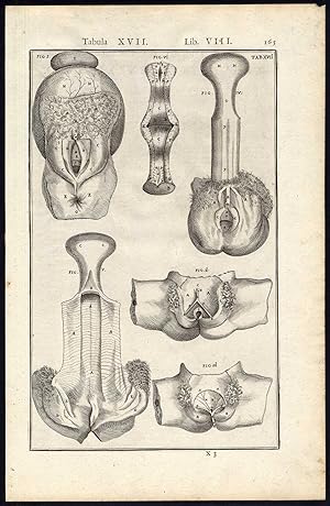 Anatomical Print-REPRODUCTIVE ORGAN-VAGINA-URINAL TRACT-Spigelius-Casserius-1645
