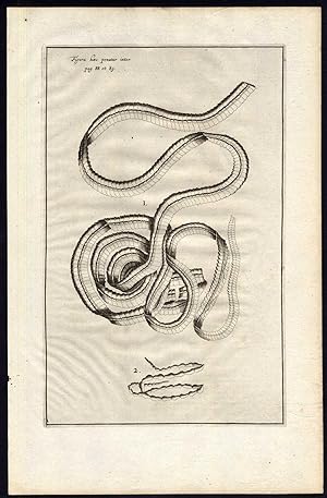 2 Antique Anatomical Prints-TAPEWORM-LUMBRICO LATO-BOOK-Spigelius-Casserius-1645