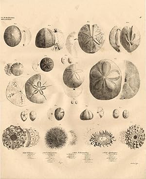 Antique Print-ECHINUS-ECHINODERM-URCHIN-Goldfuss-1824