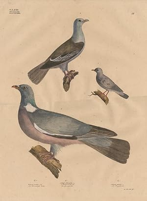 Antique Print-PIGEON-DOVE-COLUMBO-Goldfuss-1824