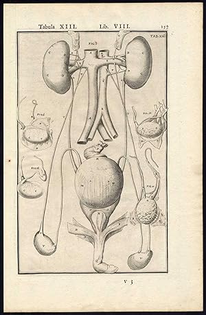 2 Anatomical Prints-TESTES-BLADDER-REPRODUCTIVE ORGAN-Spigelius-Casserius-1645