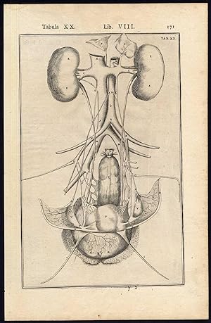 2 Anatomical Prints-ORGANS-FEMALE-KIDNEY-WOMB-BLADDER-Spigelius-Casserius-1645