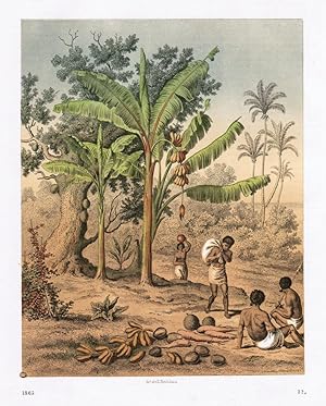 Bild des Verkufers fr Nhrpflanzen auf den Sdsee-Inseln". Banane und Pisang. zum Verkauf von Antiquariat Martin Barbian & Grund GbR
