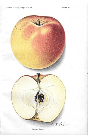 Image du vendeur pour Banana Apple - Terry Apple - Color Prints: Plates # VII & # XXXIII mis en vente par The Book Shelf