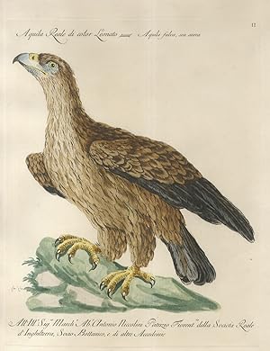 Aquila Reale di color leonato. Aquila fulva, seu aurea.