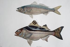 Centropriste Tasmanien und Therapon de Dubouzet. 2 kolorierte Fischdarstellungen in Kupferstich a...