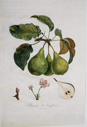 Beurrè d'Angleterre Altkolorierter Punktierkupferstich v. Bouquet. Langlois, um 1846. Blattgröße ...