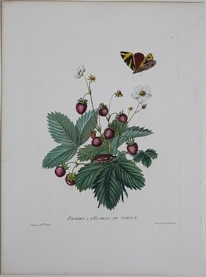 Fraises.1. L`Ecaille de tortue. Altkolorierter Original Kupferstich um 1814. Blattgröße ca. 34 x ...