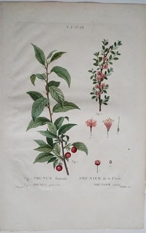 Prunus Sinensis. Prune de la Chine. Prunus prostrata. Altkolorierter Original Kupferstich um 1810...