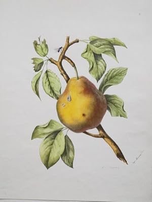 Obst. Botanik. Altkolorierte Original Lithographie um 1800. Im Stein signiert (unleserlich). Pl. ...