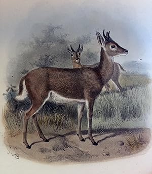 Seller image for The book of antelopes for sale by B & L Rootenberg Rare Books, ABAA