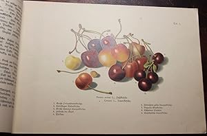 Bild des Verkufers fr Pomologisches Bilderbuch fr jung und alt zum Verkauf von Antiquariat im OPUS, Silvia Morch-Israel