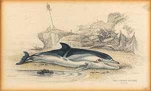 Bild des Verkufers fr The Common Dolphin. Cuvier. zum Verkauf von John Windle Antiquarian Bookseller, ABAA