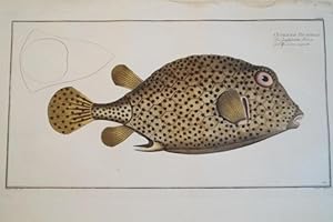 Bild des Verkufers fr Ostracion Bicaudalis . Das zweystachelichte Dreieck. Le Coffre  deux piguants. Dekorativer, altkolorierter Kupferstich - Tafel CXXXVII. aus Marcus Elieser Bloch, Allgemeine Naturgeschichte der Fische, Berlin, 1782-1795, gestochen von Ludewig Schmidt nach Krger zum Verkauf von Treptower Buecherkabinett Inh. Schultz Volha