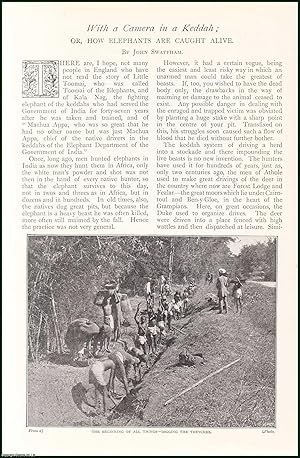 Seller image for With A Camera in Keddah; or, How Elephants are Caught Alive. An uncommon original article from The Strand Magazine, 1902. for sale by Cosmo Books