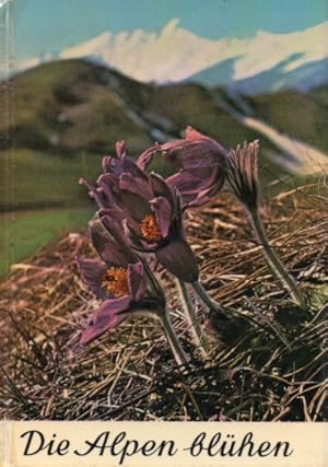 Bild des Verkufers fr Die Alpen blhen zum Verkauf von Clivia Mueller