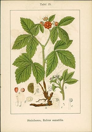 Bild des Verkufers fr Lithographie : Steinbeere, Rubus saxatilis. Niedriges Gnsekraut, Potentilla supina. zum Verkauf von Bcher bei den 7 Bergen