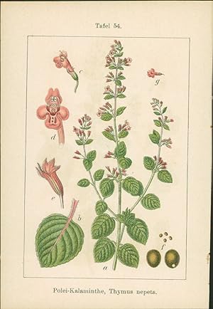 Seller image for Lithographie : Gemeine Kalaminthe, Thymus calamintha. Polei-Kalaminthe, Thymus nepeta. for sale by Bcher bei den 7 Bergen