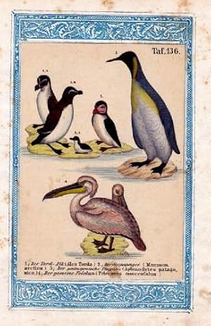 Imagen del vendedor de 1. Der Tord-Alk (Alka Torda) 2. Der Seepapagei (Mormon arctica) 3. Der patagonische Pinguin (Aptenodytes patagonica) 4. Der gemeine Pelekan (Pelecanus onocrofalus). Kolorierte Lithographie montiert in blauer lithographierter Bordre. a la venta por Antiquariat Heinz Tessin