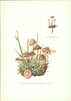 Seller image for Pilze - Claus Caspari : Feld-Schwindling   Marasmius oreades (Bolt. ex Fr.) Fr. Offset-Lithographie von C. Caspari. Nadel-Schwindling. Marasmius perforans (Hofm. ex. Fr.) Fr. for sale by Bcher bei den 7 Bergen