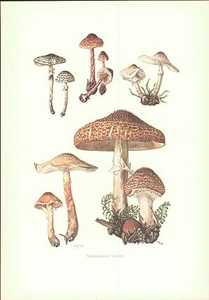 Seller image for Pilze - Claus Caspari : Schirmlinge - Lepiota. Offset-Lithographie von C. Caspari. for sale by Bcher bei den 7 Bergen