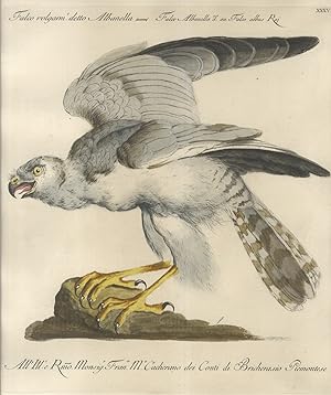 Falco volgarm.e detto Albanella = Falco Albanella d. an Falco albus Raj.