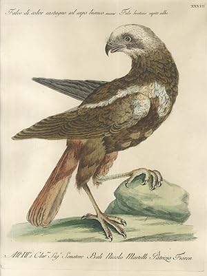 Falco di color castagno col capo bianco = Falco boetius capite albo.