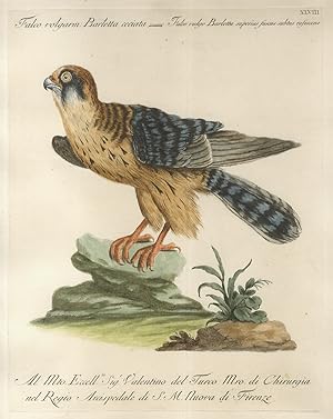 Falco volgarm. Barletta ceciata = Falco vulgo Barletta superius fuscus subtus rufescens.