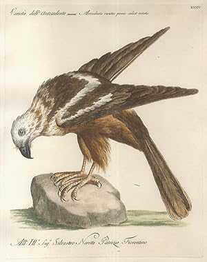 Varietà dell'antecedente = Antecedentis varietas pennis scilicet mutatis. [Falco di color castagn...