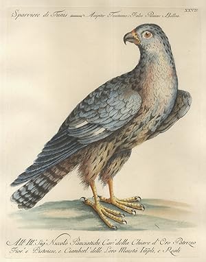 Sparviere di Tunis = Accipiter Tunctanus, Falco Punicus Bellon.