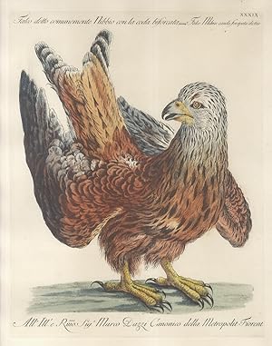 Falco detto comunemente Nibbio con la coda biforcuta = Falco Nibius cauda forcipata dictus.