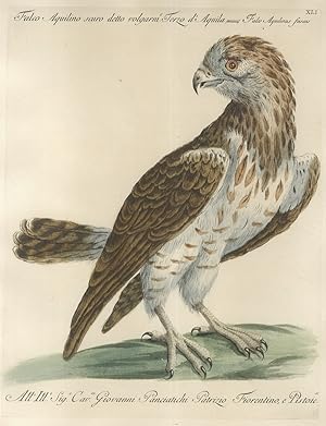 Falco Aquilino scuro detto volgarm.e Terzo d'Aquila = Falco Aquilinus fuscus.