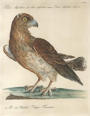 Falco Aquilino di color rossiccio = Falco Aquilinus rufescens.