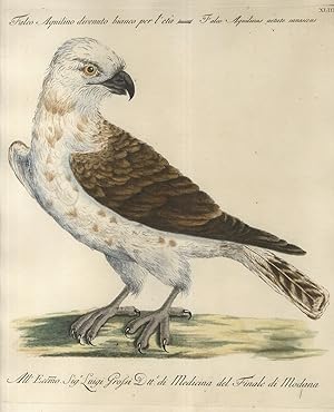Falco Aquilino divenuto bianco = Falco Aquilinus aetate canescens.