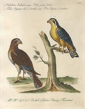 1. Falchetto Indiano = Falco parvus Indicus. 2. Falco Pigargo del Canadà = Falco Pygargus Canadensis