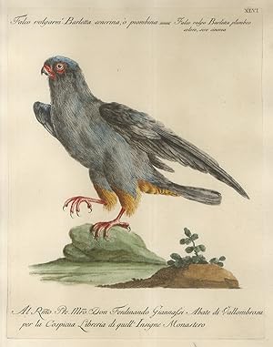 Falco volgarm.e Barletta cenerina, o piombina = Falco vulgo Barletta plumbeo colore, sive cinerea.