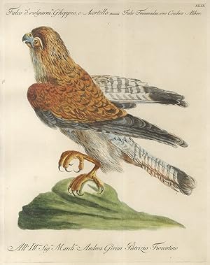 Falco volgarm.te Gheppio, e Acertello = Falco Tinnunculus, sive Cenchris Aldrov.