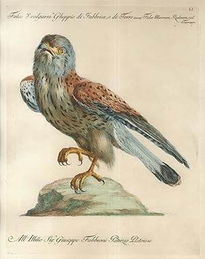 Falco d.o volgarm.te Gheppio di Fabbrica, o di Torre = Falco Murorum, Ruderum, vel Turrium.