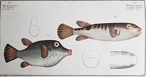 Ichtyologie. Fische Poissons Fishes Pesci Der Langschnabel Tetrodon Rostratus. Le Herisson à bec....